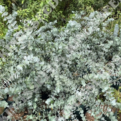 Picture of Eucalyptus - Cinerea Silver Dollar